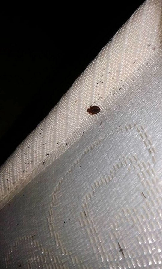 Routine Maintenance performed by Fruitville Pest Services in Sarasota, FL